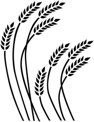 Wheat Drawing Easy 15 Best Wheat Drawing Images Wheat Drawing Wheat Tattoo