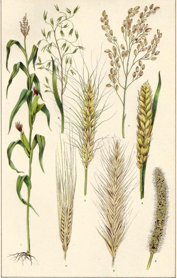 Wheat Drawing Easy Pin by Adella Guo On Scientific Drawings Botanical Prints