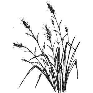 Wheat Drawing Easy Pin by Ananda Dillon On Ink Grass Drawing Magenta Flowers