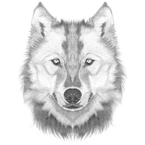 Wolves Drawings In Pencil Easy Step by Step Wolf Drawing Google Search Wolf Face Drawing Wolf