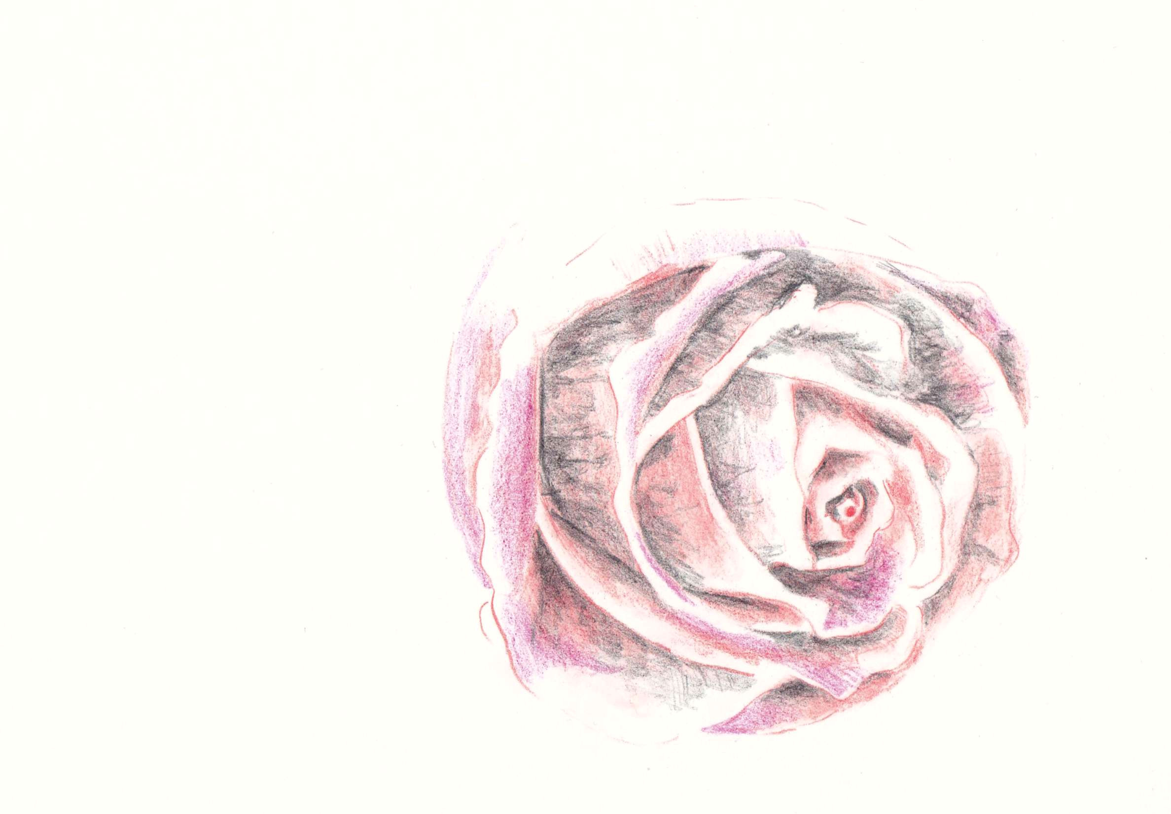 Yellow Rose Drawing Easy How to Draw A Rose In Colored Pencil