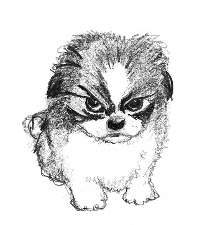 Yorkie Drawing Easy Sketch Of Small Angry Dog Dog Sketch Dog Drawing Dog