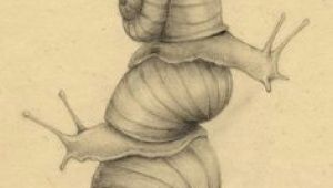 64 Bit Drawing Pin by Abigail Grush On Snails In 2018 Pinterest Snail Art
