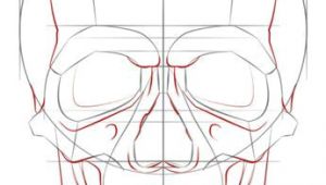 Basics Of Drawing Human Skulls How to Draw A Human Skull Step by Step Drawing Tutorials for Kids