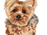 Cartoon Yorkie Drawing 161 Best Cartoon Yorkies Images Dog Paintings Drawings Of Dogs