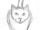 Cat Drawing Ideas Easy Cat Drawings In Pencil Wallpapers Gallery Animal