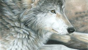 Charcoal Drawing Of A Wolf Colored Pencil Drawing Of A Wolf This is Magnificent Ink