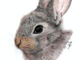 Colored Pencil Animal Drawings Baby Bunny A4 Coloured Pencil Kaninchen Zeichnung