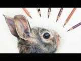 Colored Pencil Animal Drawings How to Draw Rabbit Eye In Colored Pencil Youtube Zeichnen