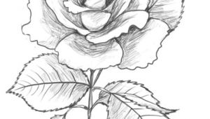 Cute Drawing Of A Rose are You Looking for A Tutorial On How to Draw A Rose Look No