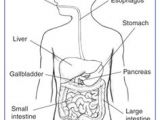 Digestive System Drawing Easy 8 Best Digestive System Images Digestive System Anatomy