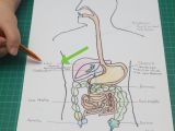 Digestive System Drawing Easy Drawing Pro Muscular System Drawing Easy for Kids