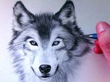Dog Drawing Easy Youtube How to Draw A Wolf Youtube