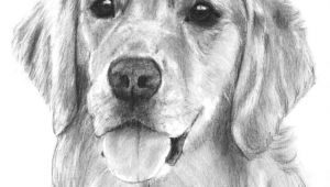 Dog Drawing Golden Retriever Golden Retriever Drawing Goldenretriever Love Wrapped In Fur