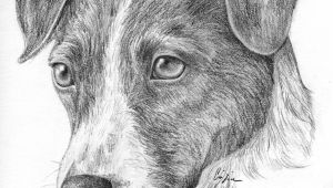 Dog Drawing Jake Pin Von Alissa Auf Hunde Pinterest Drawings Russell Terrier Und