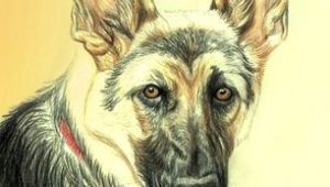 Dog Drawing Using Dog How Do You Draw A Beautiful Dog Using Colored Pencils German