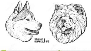 Dogs Drawing Vector Set Of Dogs Breeds Husky and Chow Chow Graphical Vector