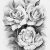Draw A Real Rose Drawing Library Drawing Sketch Pencil Arts and Craft Ideas