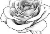 Draw A Real Rose Image Result for Detailed Flower Outline Art Tattoos Rose