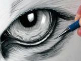 Draw A Realistic Wolf Eye 17 Best Dragon Eye Drawing Images Dragon Eye Drawing Drawings