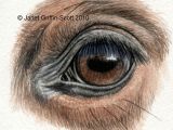 Draw A Realistic Wolf Eye Draw Horse Eyes Step by Step
