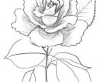 Draw A Rose Blooming 163 Best How to Draw Rose Images Drawings Drawing Flowers How to