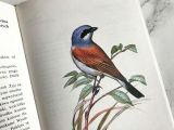 Draw Lessons From the Animal Kingdom and Illustrate Vintage Illustrated Birds Book Vintage Birds Illustrations Birds Illustrations Zoology Book
