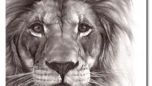 Drawing A Big Cat Head Best Pencil Drawing Of A Lion Google Search Art In 2018