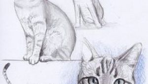 Drawing A Cat Profile 300 Best Drawing Cats Images In 2019 Draw Animals Cat