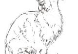 Drawing A Cat Quickly How to Draw and Sketch Cats