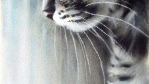 Drawing A Cat with Pastels Pastel Paintings by Paul Knight Cats Blog Of An Art Admirer