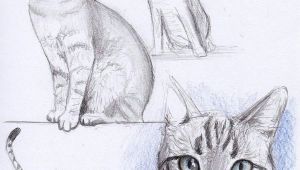 Drawing A Cat with Pencil Cat Drawing Cats and Owls Cat Drawing Drawings Cat Sketch