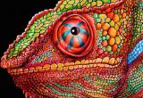 Drawing A Chameleon Eye Chameleon 3 Colored Pencil Drawing Signed by by Timjeffsart My