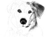 Drawing A Dog Tutorial How to Draw A Dog Free Graphite Art Lesson Art Drawling