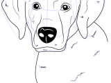 Drawing A Dog Tutorial Labrador is A Dog which Belongs to Gun Type Dog This Dog is Called