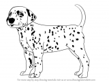 Drawing A Dog Tutorial Learn How to Draw A Dalmatian Dog Dogs Step by Step Drawing