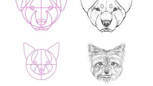 Drawing A Dog with Circles Step 13 but What About All the Breeds Most Of them aren T Really