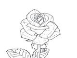 Drawing A Rose Beginners Digital Drawing for Beginners From Sketching to Line Art
