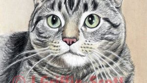 Drawing A Tabby Cat In Coloured Pencil How to Draw A Cat In Colored Pencil