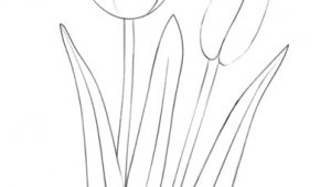 Drawing A Tulip Flowers How to Draw A Tulip Step by Step Drawing Tutorials Draw Flowers