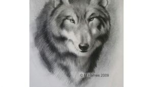 Drawing A Wolf Head Step by Step A Step by Step Guide Of How to Draw A Wolf