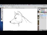 Drawing A Wolf Youtube How to Draw A Wolf In Photoshop Photoshop Tutorials Youtube
