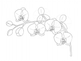 Drawing Beautiful Flowers Step by Step How to Draw Flowers the Sexy and Sultry orchid