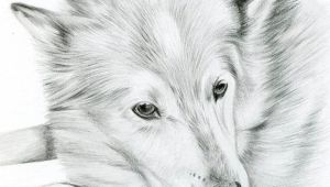 Drawing Black Dogs Custom Pencil Cat Sketch Size 4 X 4 or 5 X 5 Pet Portrait Cat