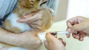 Drawing Blood From Dogs Veins Doing A Blood Glucose Curve at Home for A Diabetic Dog
