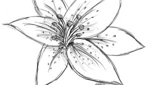 Drawing Craft Flowers Image Result for Sketch Lily Flower Craft Watercolor Techniques