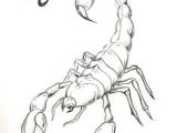 Drawing Cute Scorpion 114 Best Scorpion Images Scorpio Tattoos Scorpion Tattoos Tattoo