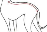 Drawing Dog Clothes Free Whippet Coat Patterns New Patterns Whippet Pinterest