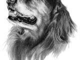 Drawing Dog Go Abby the Golden Retriever Dog Art Sketch Art Inspiration