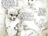 Drawing Dog Go Chihuahua Study A Full Size Da Vinci Style Drawing Chihuahua